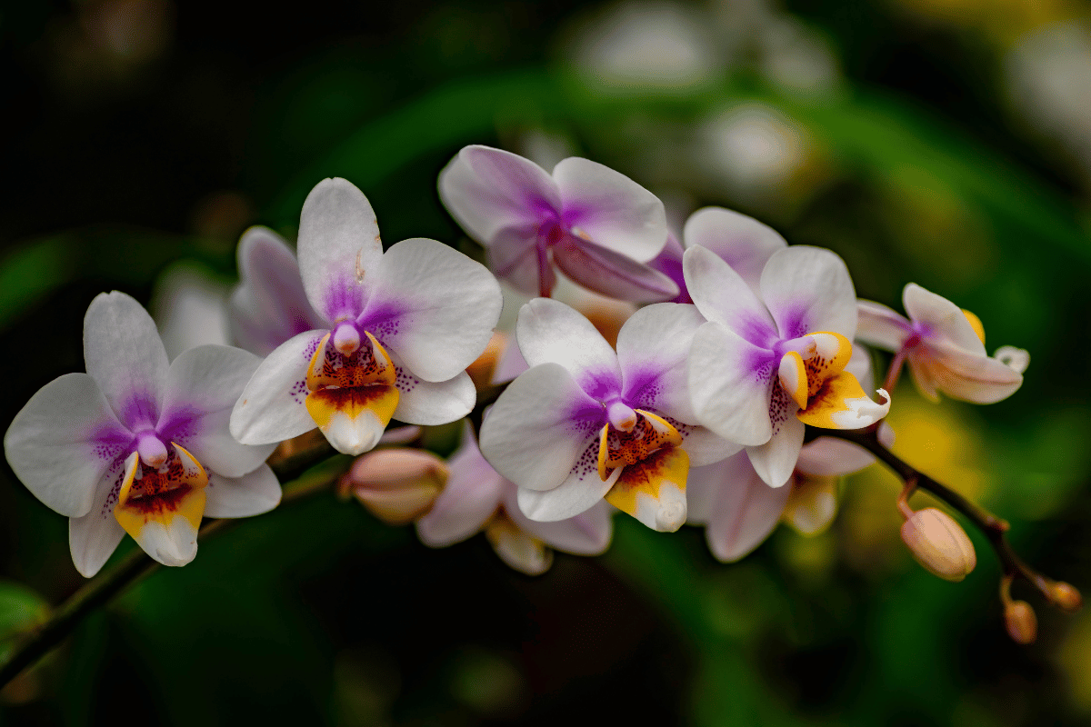 Phalaenopsis (moth orchid).png